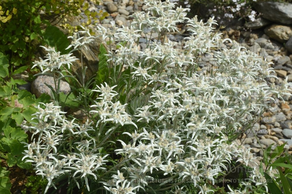 Leontopodium Blossom of Snow aka Berghman (Edelweiss alpine snow flower) 1