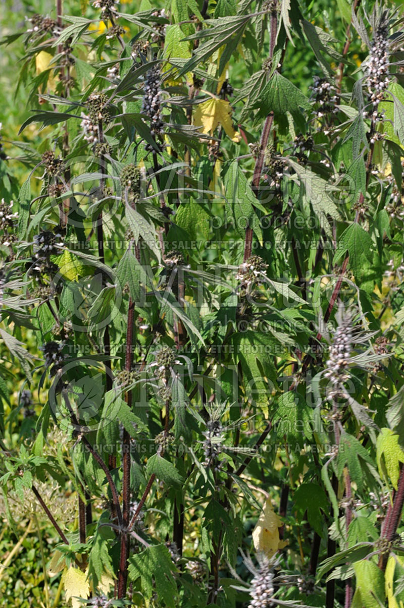 Leonurus cardiaca (Throw-wort, Lion's Ear Motherwort) 1 