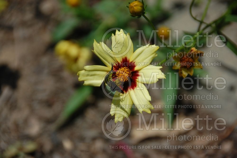 Lepidophora lutea (yellow hunchbacked bee fly) on Coreopsis 1