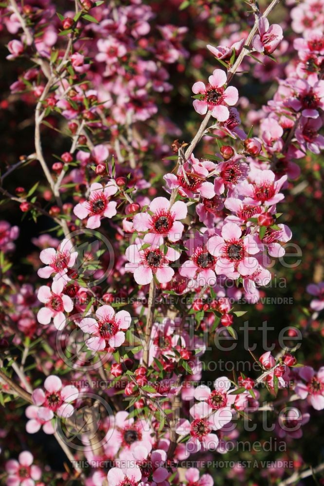 Leptospermum Helene Strybing (New Zealand Tea Tree) 1
