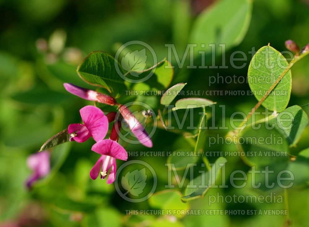 Lespedeza Yakushima (bush clover) 2  