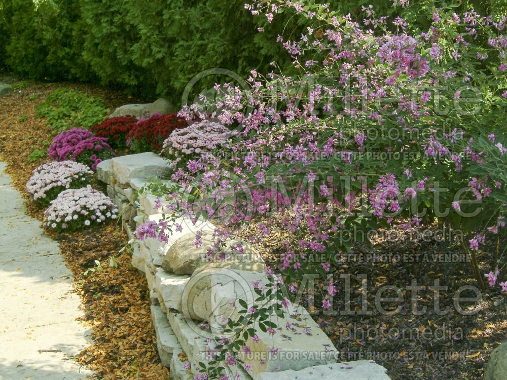 Lespedeza Pink Fountain (Bush Clover) 4