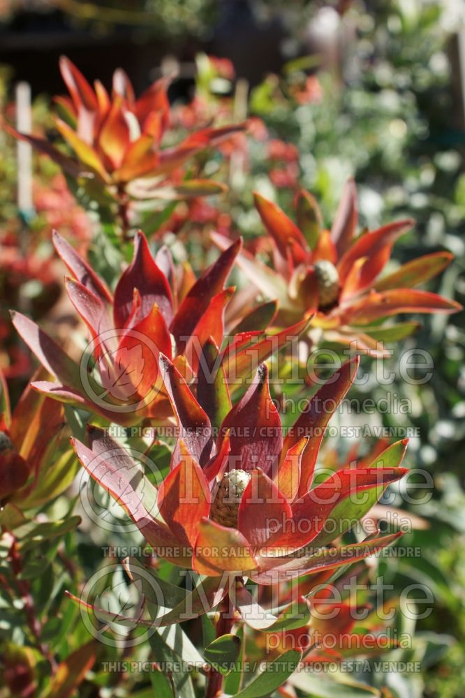Leucadendron Blush (Willow Cone Bush) 1