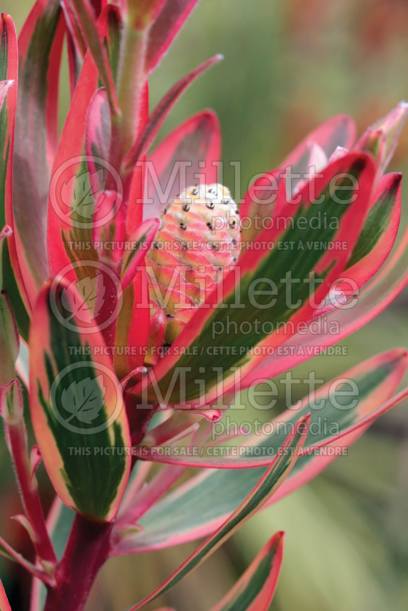 Leucadendron Jester ou Safari Sunshine (Sunshine Conebush) 1