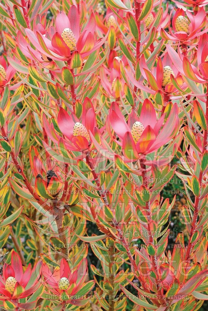 Leucadendron Jester ou Safari Sunshine (Sunshine Conebush) 2