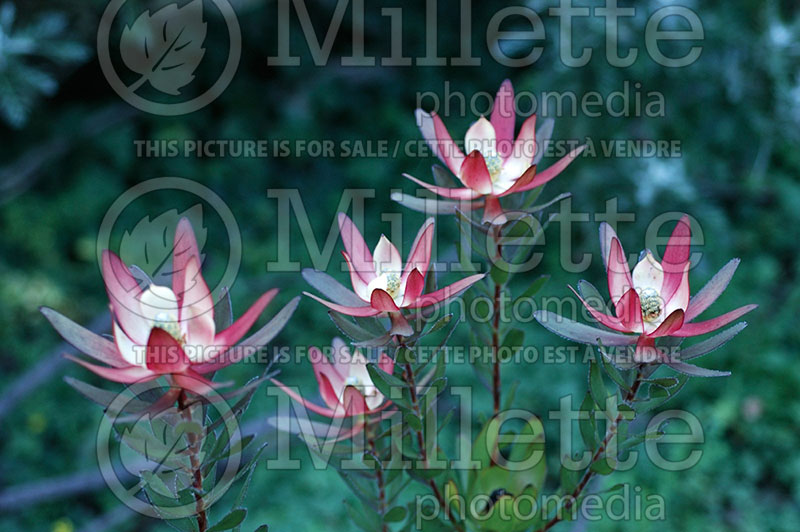 Leucadendron Safari Sunset (Red Cone Bush) 1 