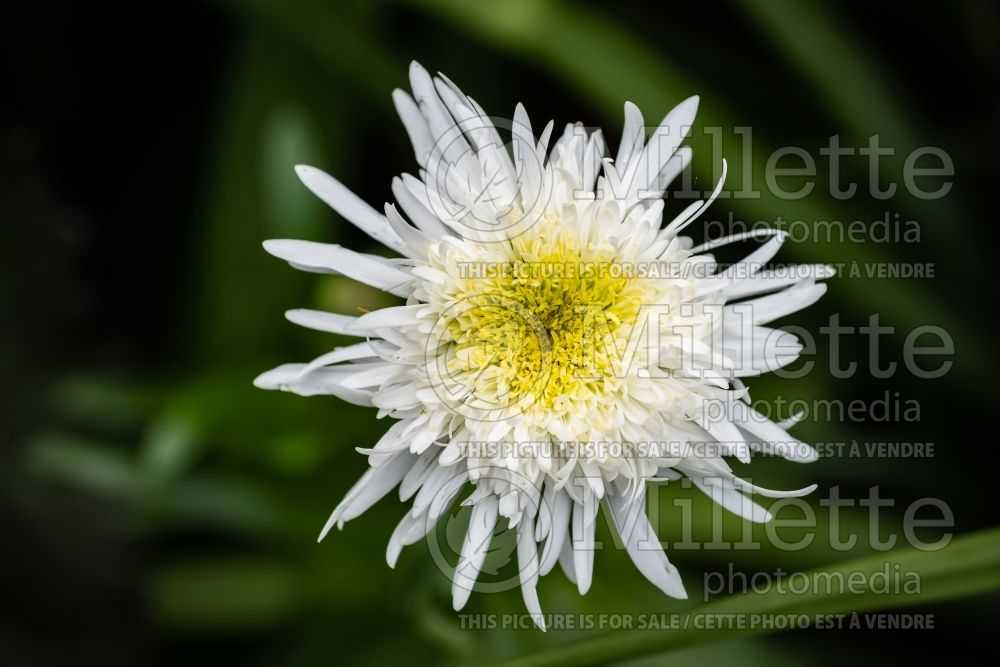 Leucanthemum Fiona Coghill (Shasta Daisy) 4  