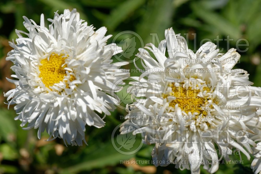 Leucanthemum aka Chrysanthemum Ooh La La Spider (Shasta Daisy) 1