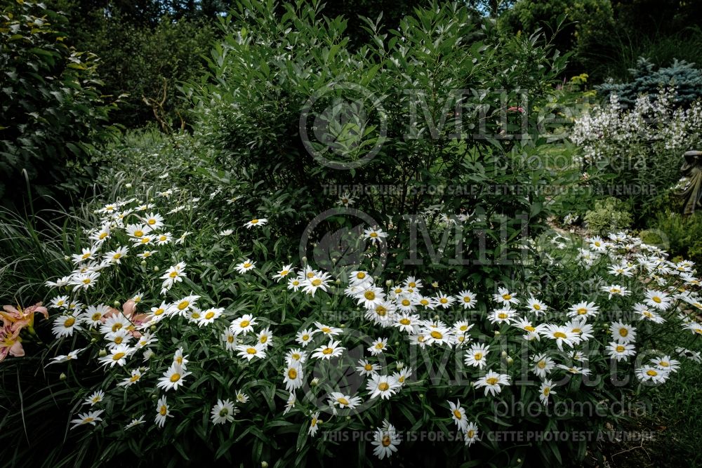 Leucanthemum Amelia (Shasta Daisy) 2  