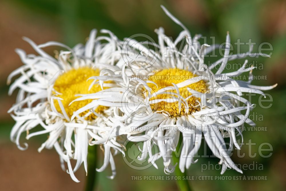Leucanthemum aka Chrysanthemum Old Court (Shasta Daisy) 3