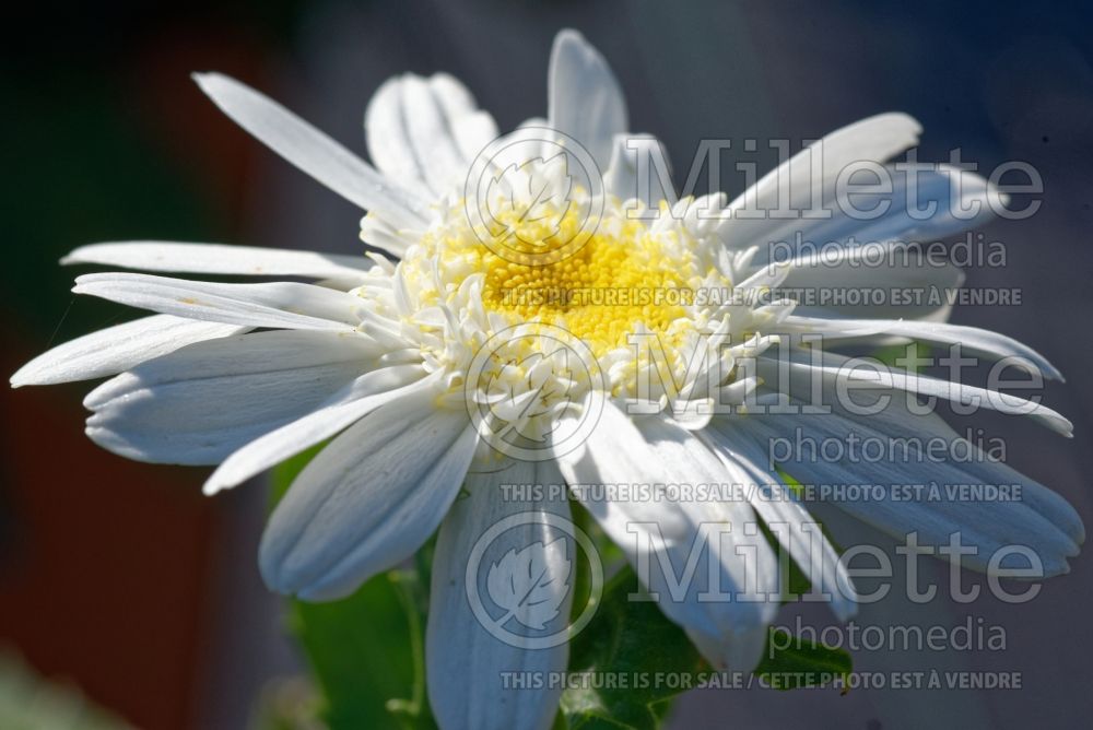 Leucanthemum aka Chrysanthemum Sweet Daisy Birdy (Shasta Daisy) 1