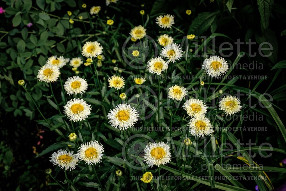 Leucanthemum Real Galaxy (Shasta Daisy) 1 