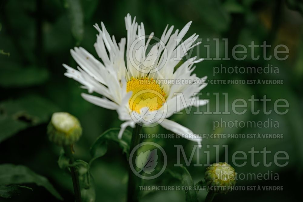 Leucanthemum Spun Silk (Shasta Daisy) 1