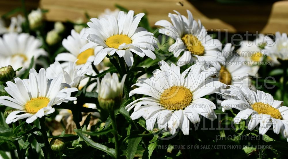 Leucanthemum aka Chrysanthemum Daisy May aka Daisy Duke (Shasta Daisy) 8  