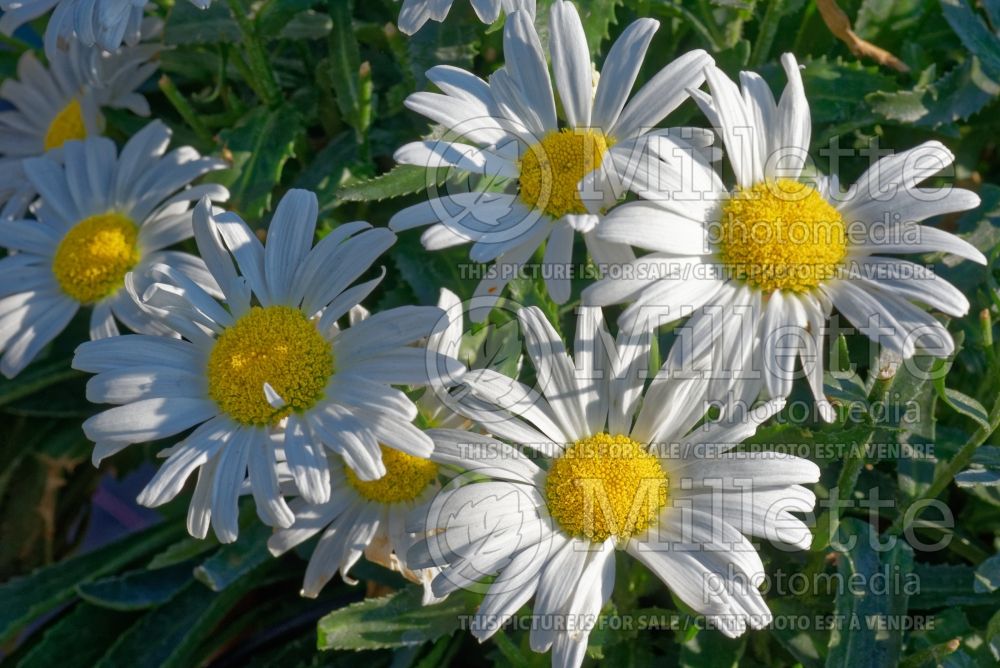 Leucanthemum aka Chrysanthemum Daisy May aka Daisy Duke (Shasta Daisy) 6  
