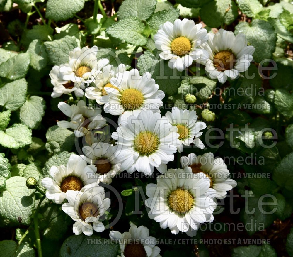 Leucanthemum Darling Daisy (Shasta Daisy) 1