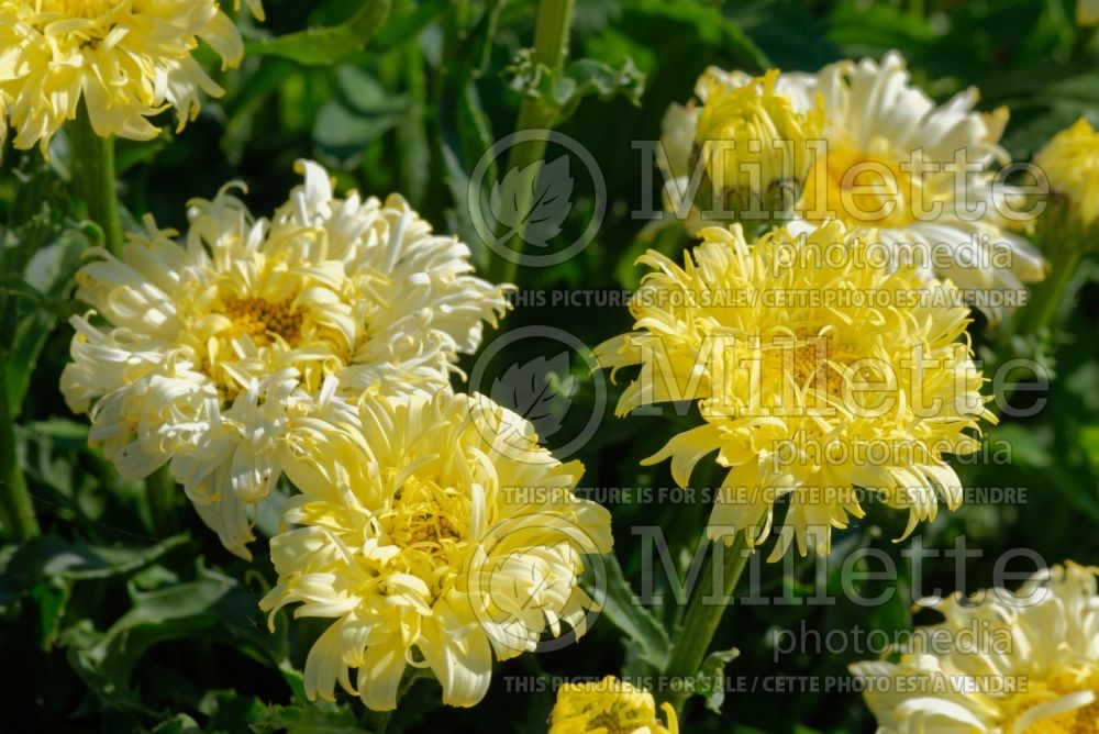 Leucanthemum aka Chrysanthemum Goldfinch (Shasta Daisy) 2