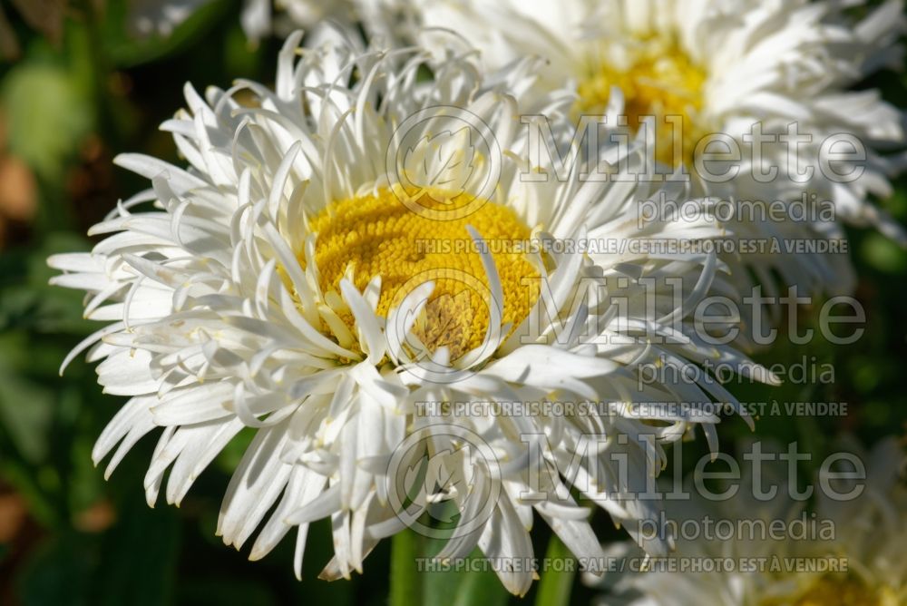 Leucanthemum aka Chrysanthemum King's Crown (Shasta Daisy) 1