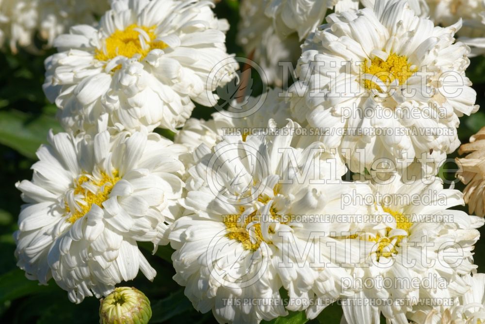 Leucanthemum aka Chrysanthemum Macaroon (Shasta Daisy) 2