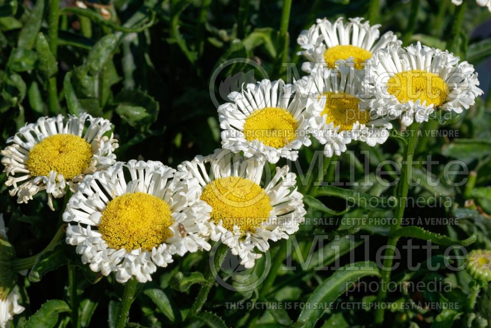 Leucanthemum aka Chrysanthemum Real Neat (Shasta Daisy) 1