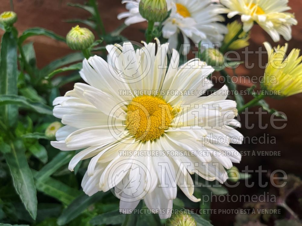 Leucanthemum or Chrysanthemum Seventh Heaven (Shasta Daisy) 1