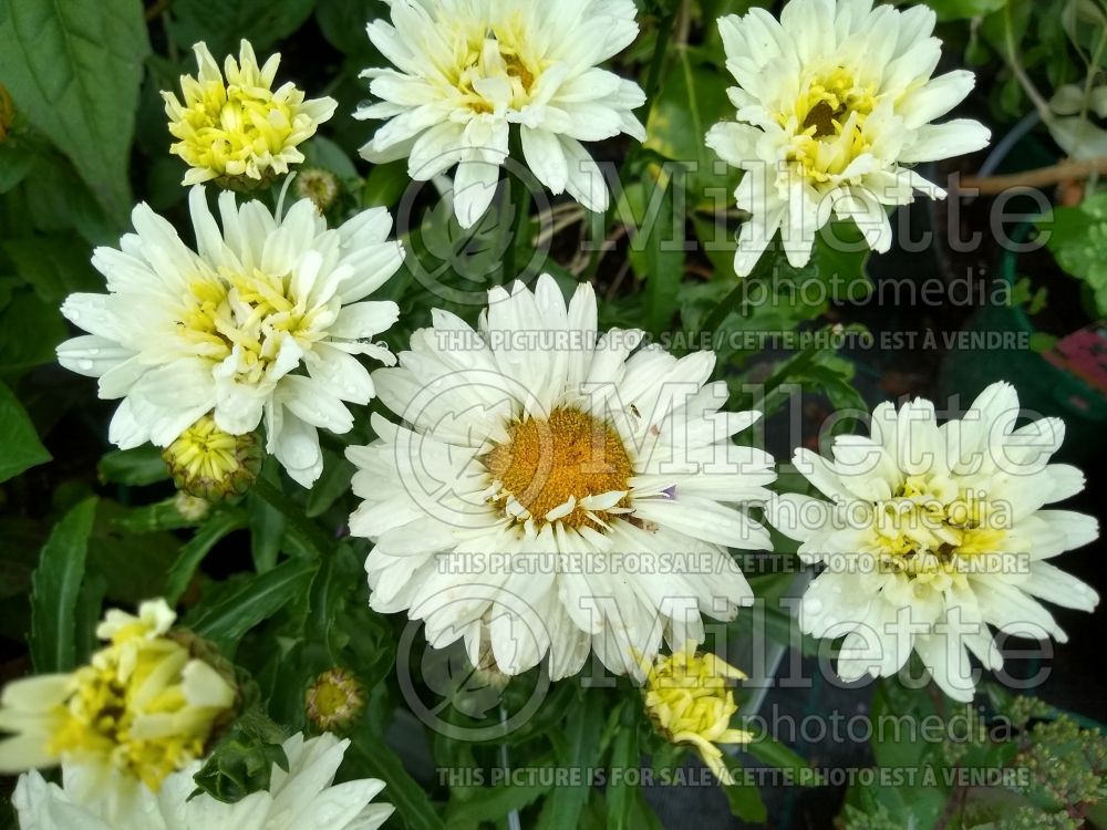 Leucanthemum or Chrysanthemum Victorian Secret (Shasta Daisy) 2