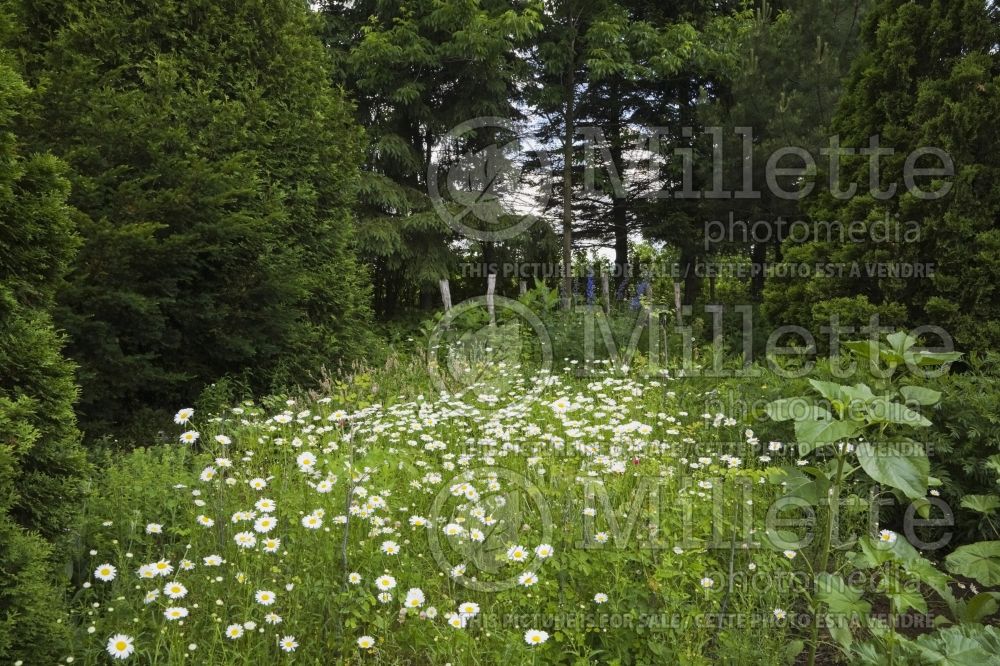 Leucanthemum vulgare aka Chrysanthemum vulgare (Shasta Daisy) 4