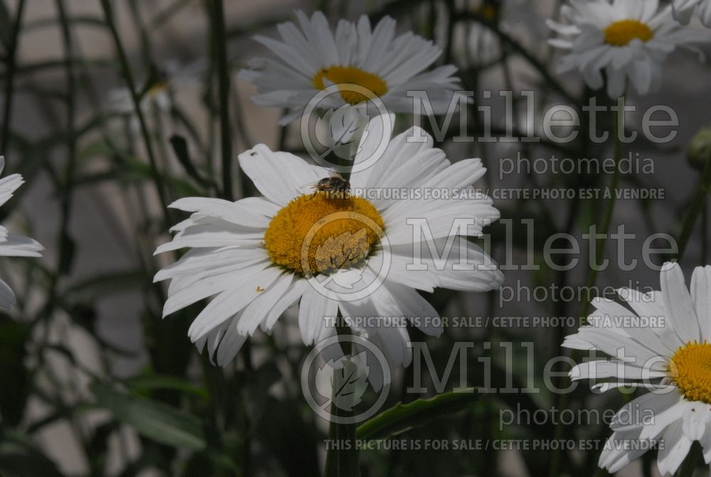 Leucanthemum Alaska (Shasta Daisy) 6