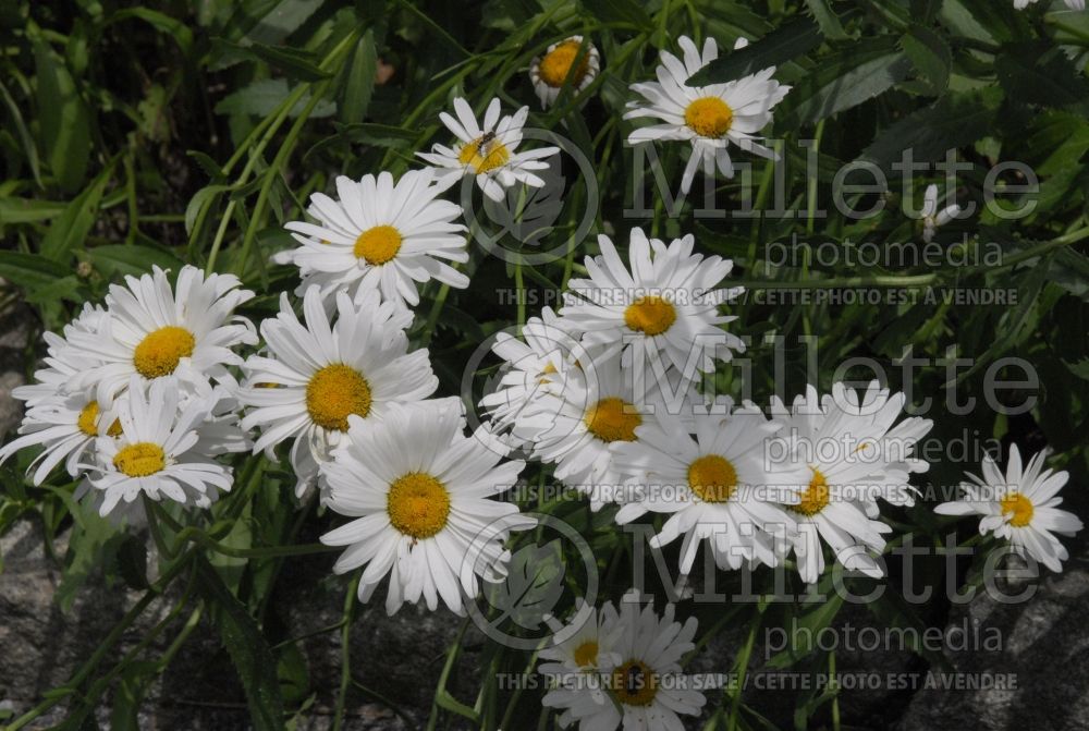 Leucanthemum Alaska (Shasta Daisy) 3