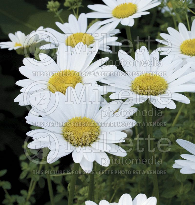 Leucanthemum Becky (Shasta Daisy) 4