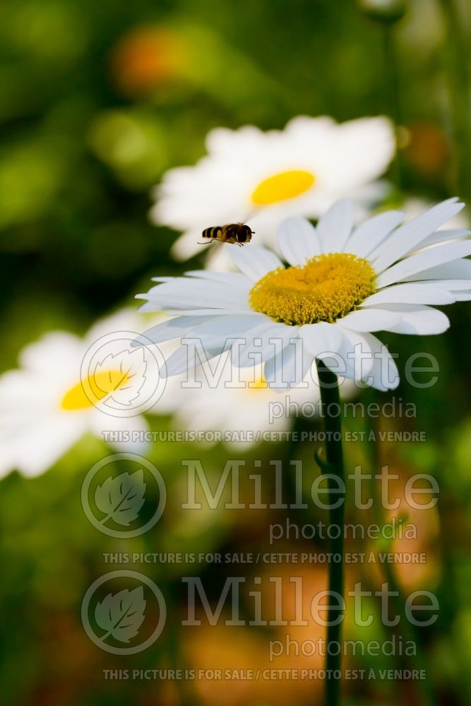 Leucanthemum Becky (Shasta Daisy)   2