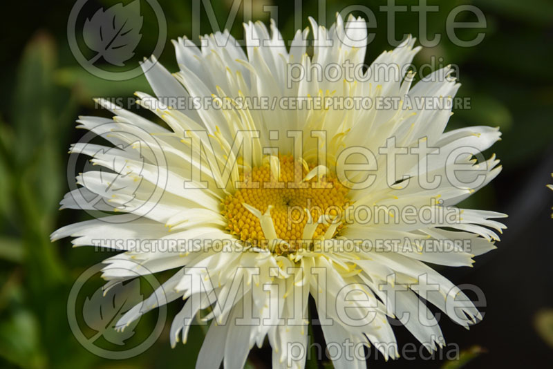 Leucanthemum Belgian Lace (Shasta Daisy) 1