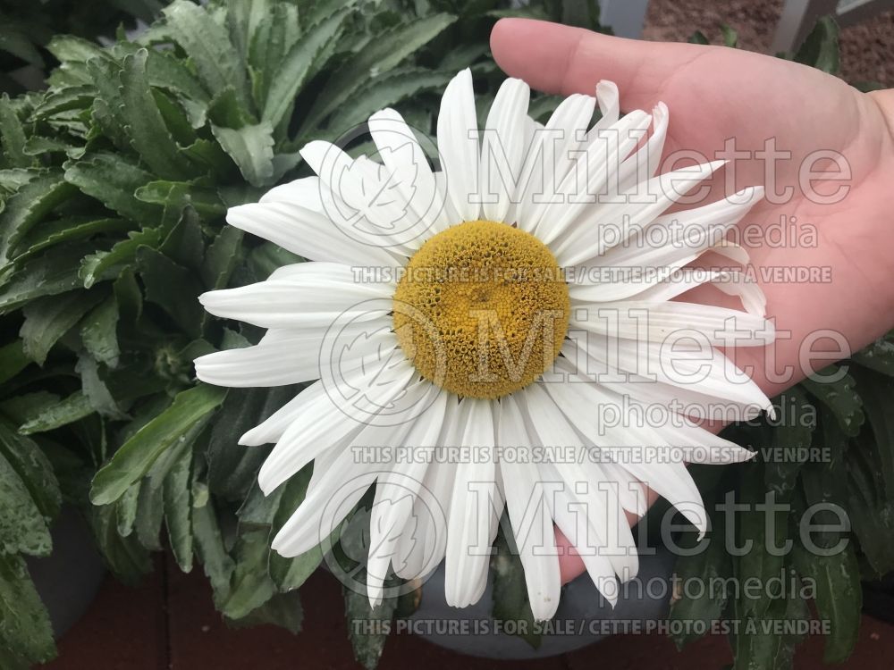 Leucanthemum Betsy (Shasta Daisy) 1 