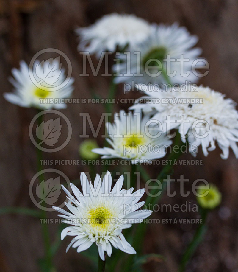 Leucanthemum Christine Hagemann (Shasta Daisy)  2 