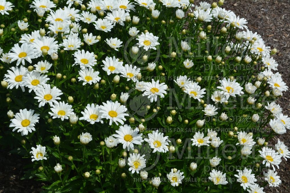 Leucanthemum aka Chrysanthemum Daisy May aka Daisy Duke (Shasta Daisy) 4  