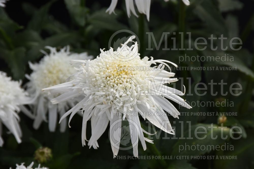 Leucanthemum Angel Daisy (Shasta Daisy) 1