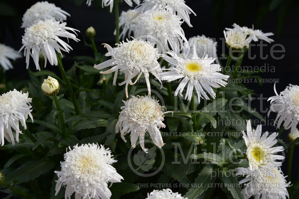 Leucanthemum Angel Daisy (Shasta Daisy) 2