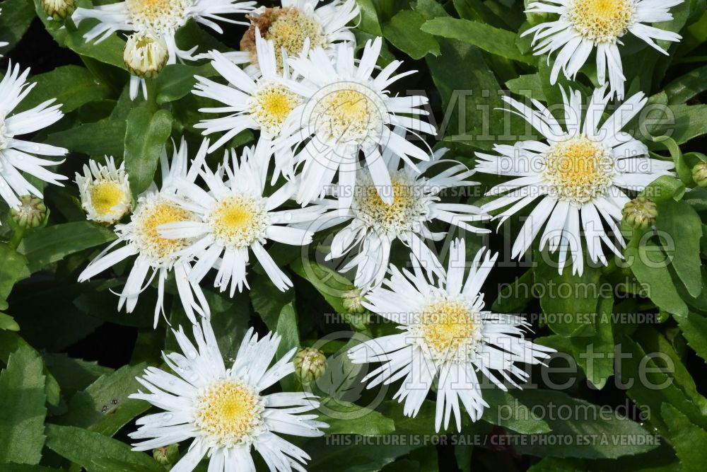 Leucanthemum Angel Daisy (Shasta Daisy) 3