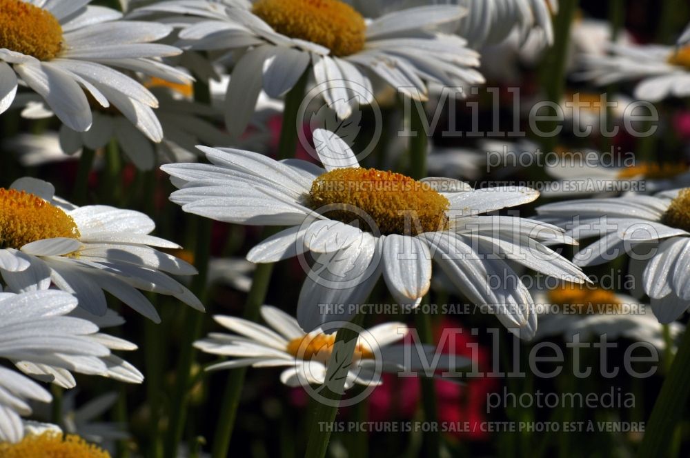 Leucanthemum Filigran (Shasta Daisy) 1