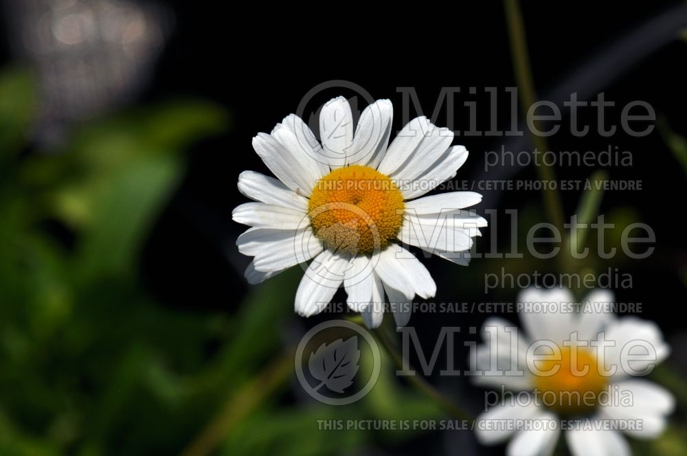 Leucanthemum Filigran (Shasta Daisy) 2