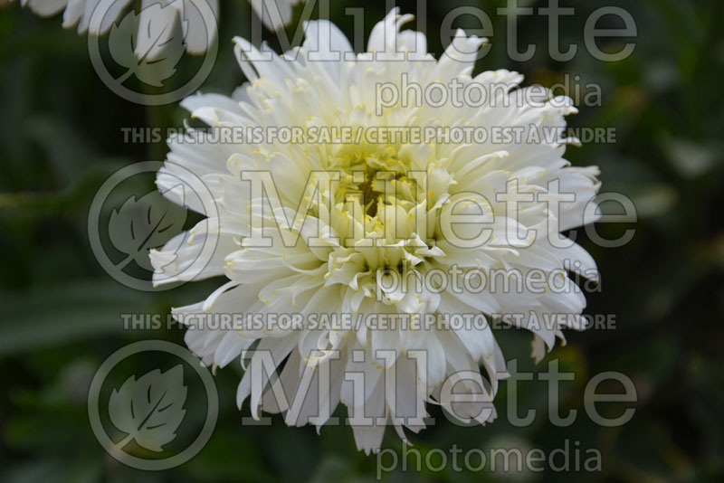 Leucanthemum aka Chrysanthemum Macaroon (Shasta Daisy) 1