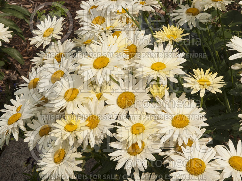 Leucanthemum Broadway Lights (Shasta Daisy) 4