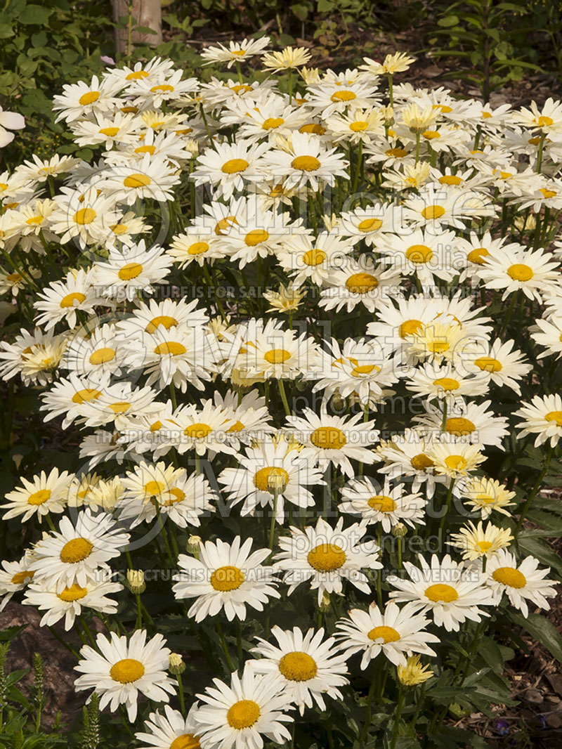 Leucanthemum Broadway Lights (Shasta Daisy) 5