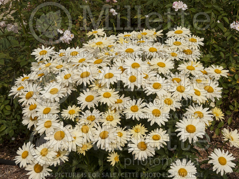 Leucanthemum Broadway Lights (Shasta Daisy) 6