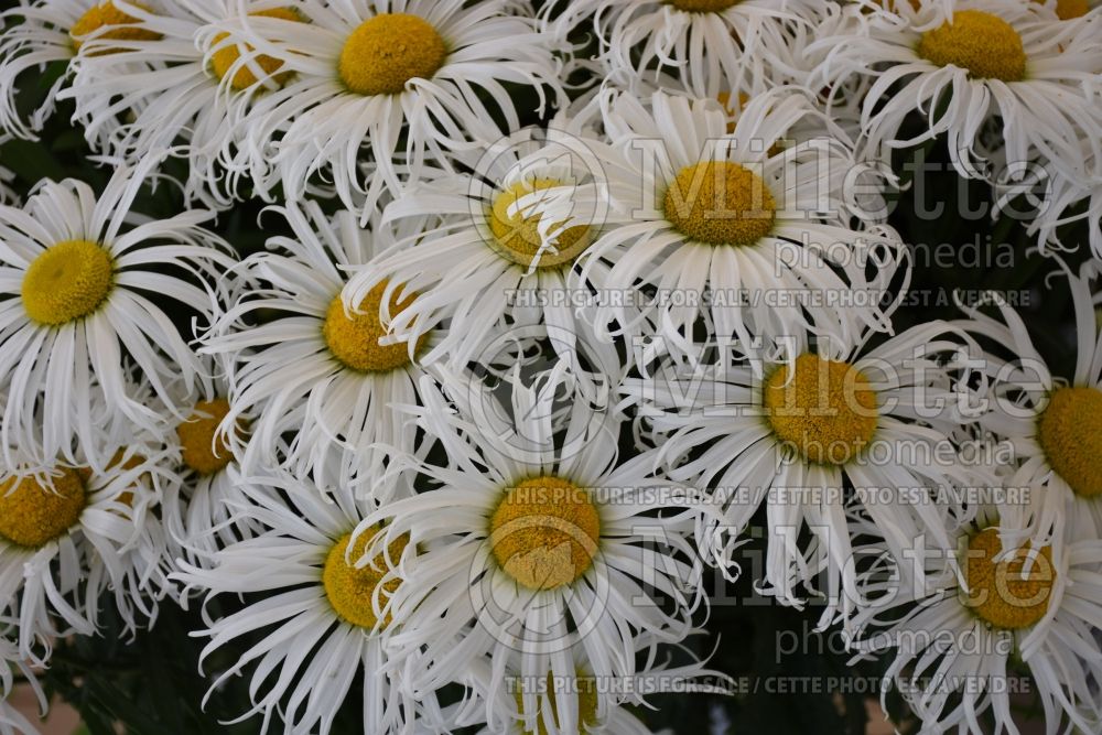 Leucanthemum Sweet Daisy Cher (Shasta Daisy) 1