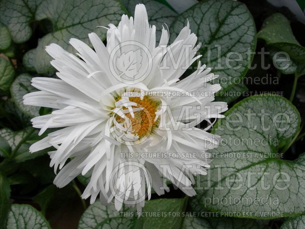 Leucanthemum Snowdrift (Shasta Daisy) 2  