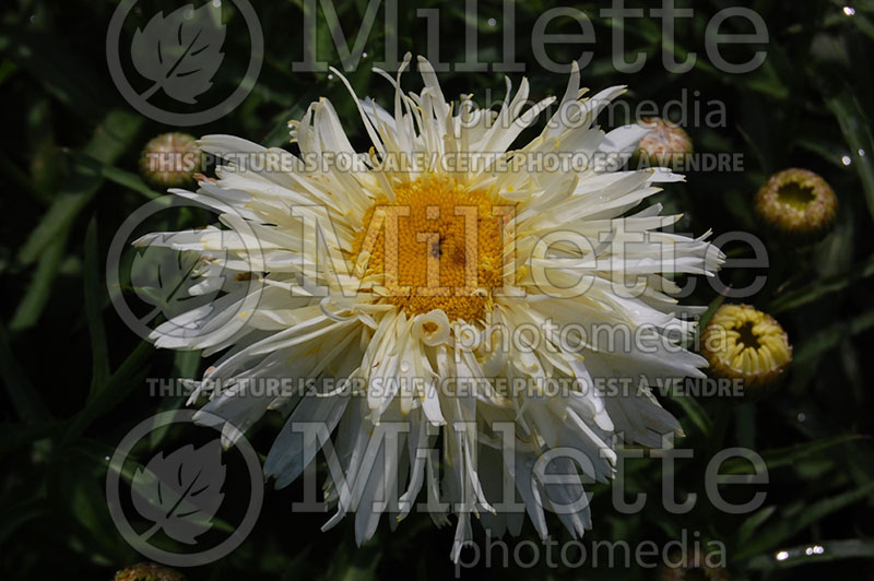 Leucanthemum Aglaia or Chrysanthemum (Shasta Daisy) 4