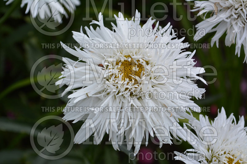 Leucanthemum Aglaia or Chrysanthemum (Shasta Daisy) 1