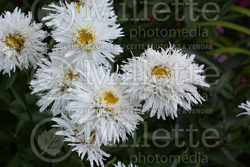 Leucanthemum Aglaia or Chrysanthemum (Shasta Daisy) 2