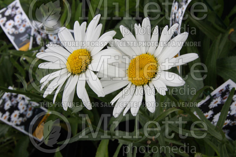 Leucanthemum akar Chrysanthemum Alaska (Shasta Daisy) 1